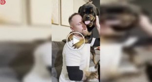 Ревнивый ротвейлер мешает хозяину играть с другой собакой