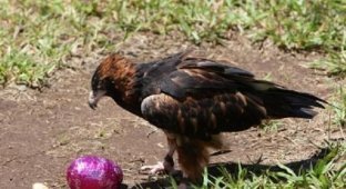 Орел и пасхальное яйцо (6 фото)