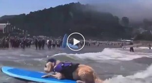 Dog Surfing World Championship was held in California