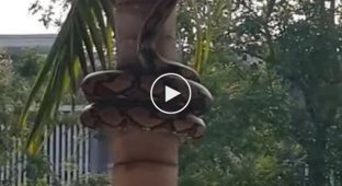 Змея элегантно залезает на дерево