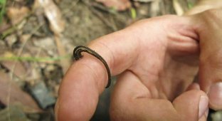 In Thailand, a leech attached itself to a tourist's eye (2 photos)