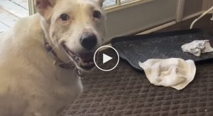 Глухой дружелюбный пес пытается лаять