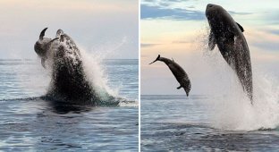 An escaping dolphin after an orca attack and successful photographs (6 photos)