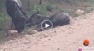 Wildebeest resuscitates its dying comrade