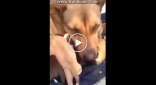 Mother dog burst into tears when her lost puppies were returned to her