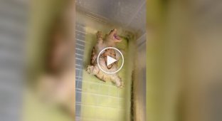 Черепаха притворяется мертвой, чтобы хозяин обратил на нее внимание