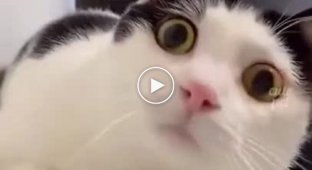 A selection of funny animals for a good mood for the whole day