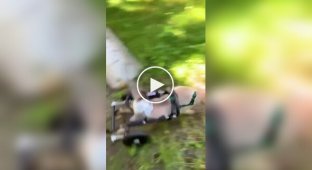 Хозяева сделали колеса для задних лапок своего кота