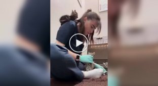 Необережне кошеня ледве не впало на підлогу