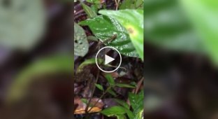 Nightmare: the first jumping leech was filmed