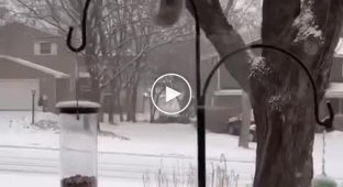 A squirrel's failed attempt to steal a bird feeder