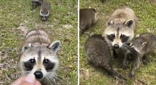 The woman fed the raccoon. Now every year the animal brings its cubs to her (3 photos + 1 video)