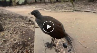 Уникальная птица издает интересные звуки