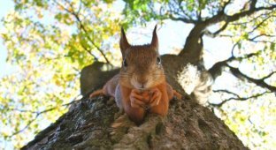 Обыкновенная белка: факты о грызуне, которые вы могли не знать (10 фото)