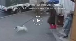 Нетвереза жінка намагалася вкрасти собаку у маленької дівчинки