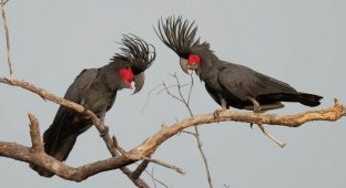 Black cockatoo: the bird creates its own “drum lines” (9 photos)