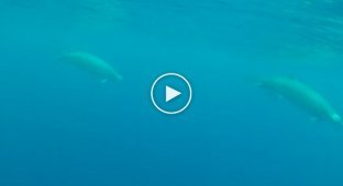 Первое видео редких китов ремнезубов Тру