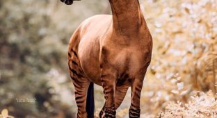 Зеброид или уникальная зебро-лошадь (11 фото)
