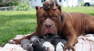 Новорожденные щенки и их гордые родители (22 фото)