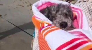 Surfing dog festival in the USA