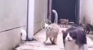 Kung fu cats