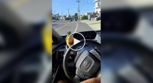 A parrot that loves riding on the steering wheel