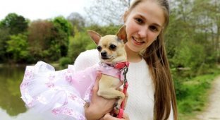 Девушка тратит тысячи долларов на наряды для собаки (11 фото)