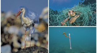 Загрязнение пластиком: душераздирающие снимки от National Geographic (10 фото + 2 видео)