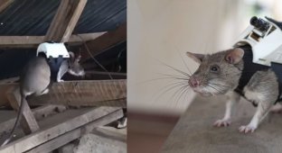 Крыс-спасателей тренируют в США искать людей (3 фото + 1 видео)