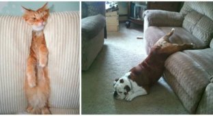 25 Pets That Have No Idea How Furniture Works (21 photos)