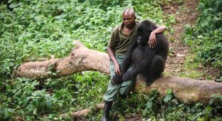 Грустное фото: мужчина утешает гориллу (2 фото)