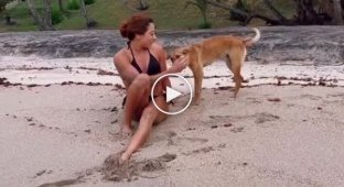 A mischievous dog tried to deprive a tourist of part of her swimsuit