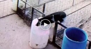 The pig almost drowned in a barrel while escaping