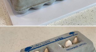 Угадайте, что это? (23 фото)