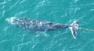 Rescuers helped a humpback whale entangled in fishing gear (3 photos + 1 video)