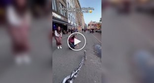 A dangerous animal was walked on a chain