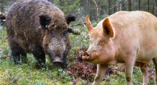Свинья: это вам не кабан! История и отличия от дикого зверя (10 фото)