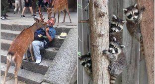 Beggar animals that are difficult to refuse (17 photos)