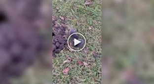 Драка двух кротов