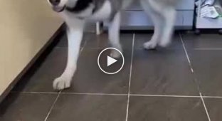 Very shy husky tries to give a paw