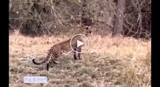 Leopard and bear collided face to face in an Indian nature reserve: video