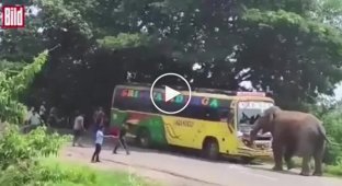 Слон напав на автобус в Індії