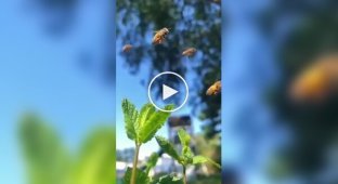 It turns out that in the airspace near the hive, not everything is so simple