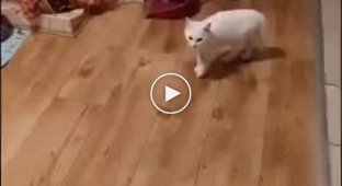 A cat's dance way to scare a dog