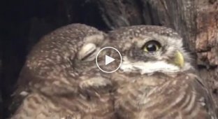 Owl tenderness
