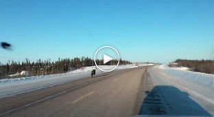 Попробуй догони! Волки устроили забег на трассе в Канаде