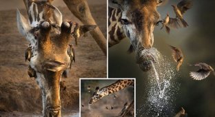 Уникальные кадры с чихающим жирафом из Кении! (6 фото)