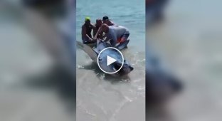 Vacationers try to save a shark that got stuck on the shallow shore of the beach