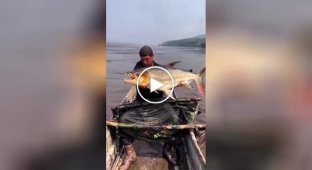 Рыбак продемонстрировал одну из самых опасных в мире рыб