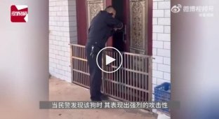 Пес «сошел с ума» и истребил более 300 уток на ферме в Китае